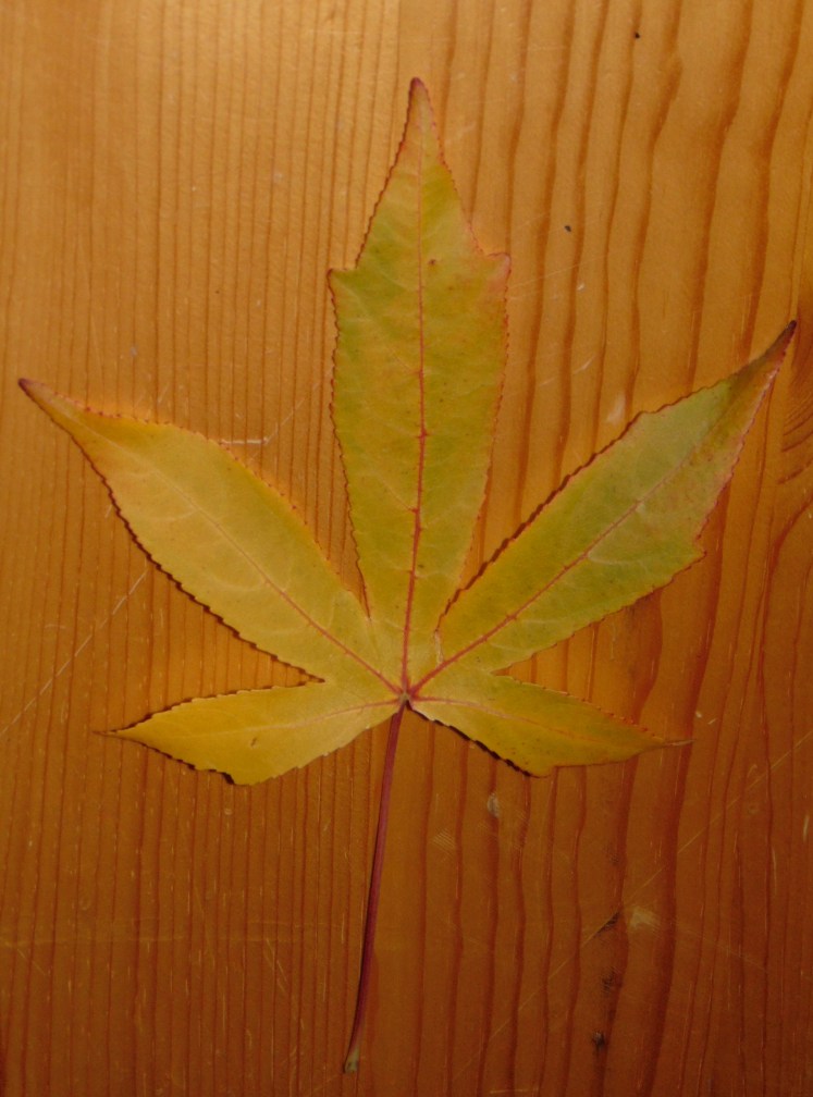 An autumn leaf
