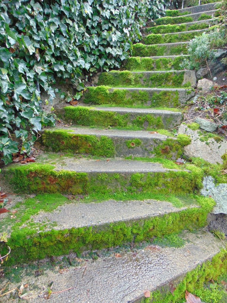 Stairs, moss