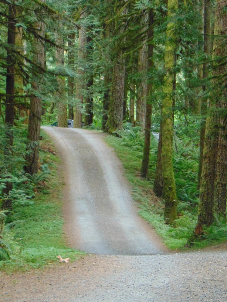 Image of road less travelled